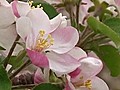 Apple Blossom Season Begins In Minnesota | BahVideo.com