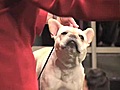 Westminster Dog Show on Monday | BahVideo.com