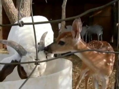 Fawn raised by goats | BahVideo.com