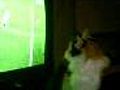 MY CAT | BahVideo.com