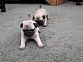 Pug Puppies 4 Weeks Old | BahVideo.com