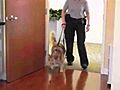 Dying Man s Final Wish to be Reunited With Dog mp4 | BahVideo.com