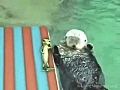 Otters holding hands and a gecko | BahVideo.com