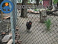 Southern Ground Hornbill at Tracy Aviary | BahVideo.com