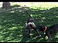 Blue nose pitbull Cali-Tera  | BahVideo.com