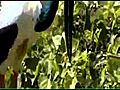 Black-necked Stork Ephippiorhynchus asiaticus  | BahVideo.com