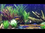 San Antonio Freshwater Aquarium Plants amp Landscaping | BahVideo.com