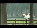 Aalter Breeding Farm | BahVideo.com
