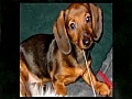 Dachshund Doxie Wiener Dog - Dachshunds  | BahVideo.com