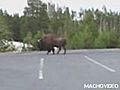 Woman Trampled By Buffalo | BahVideo.com