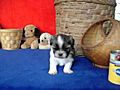  MERLIN Magical Shih Tzu Puppy | BahVideo.com