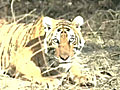 Minister on holiday saves tigress with 3 cubs | BahVideo.com