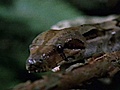 National Geographic Animals - Mouse Vs Boa | BahVideo.com
