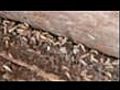 Termites install e dans une maison | BahVideo.com