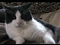  - Blinking Cats Eyes - | BahVideo.com