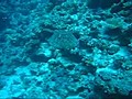 Diving In Sharm El Sheikh Egypt | BahVideo.com