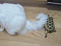 Tortuga acosando a un gato | BahVideo.com