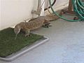 Giant Lizards Invade Neighborhood | BahVideo.com