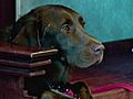 Dog Concierge Livens Up Canadian Hotel | BahVideo.com