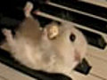 Hamster on a piano | BahVideo.com