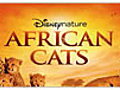 African Cats Playtime | BahVideo.com