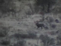 Huge 5X5 36 Mule Deer | BahVideo.com