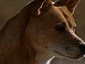 National Geographic Animals - Dingo Vs Kangaroo | BahVideo.com