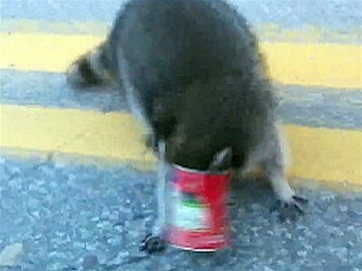 Hungry raccoon gets head stuck in Chef Boyardee can | BahVideo.com