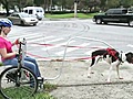 Getting around town with a dog-drawn cart | BahVideo.com