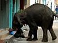 Dos elefantes desatan el caos en la India | BahVideo.com