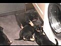 My Aunty s Rottweiler Puppies | BahVideo.com
