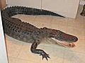 Gator Uses Doggy Door Scares Homeowner | BahVideo.com