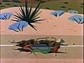 Looney Tunes 03 | BahVideo.com