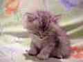 Kitten Falling Asleep | BahVideo.com