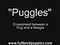 Puggles Puppy | BahVideo.com