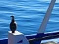 Seagull | BahVideo.com