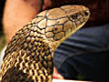 King cobra threat | BahVideo.com