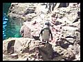TTA - The Less Than Graceful Penguin | BahVideo.com