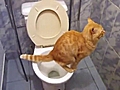 Gato en el retrete | BahVideo.com