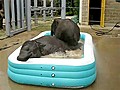 Baby Elephants Play In Kiddie Pool | BahVideo.com