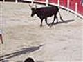 The Bull Fight | BahVideo.com