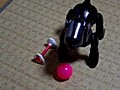 ３６８アイボーンとボール | BahVideo.com