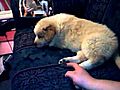 Tickle me puppy | BahVideo.com