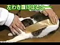 Kediye bant yap t r nca ne olur  | BahVideo.com