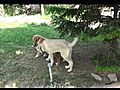 Kangal vs Golden Retriever puppy | BahVideo.com
