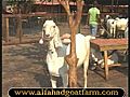 Al Fahad Goat Farm | BahVideo.com