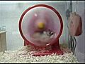 En h zl hamster n yolculu u k t bitti | BahVideo.com