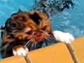 Strange - The Cat That Swims | BahVideo.com