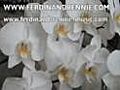 New Ferdinand Rennie Community Site provides - Ferdinand Rennie Music | BahVideo.com