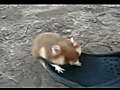 A crude Russian hamster moves in the fight | BahVideo.com